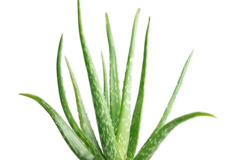 aloe_vera1