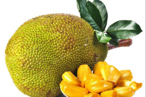 jackfruit